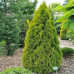 Туя западная Golden Anne 50 см Туя западная Golden Anne 50 см