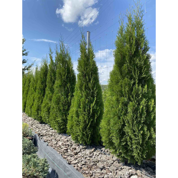 Туя західна Smaragd, H1.5м