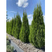 Туя западная Smaragd, H1.5м Туя западная Smaragd, H1.5м