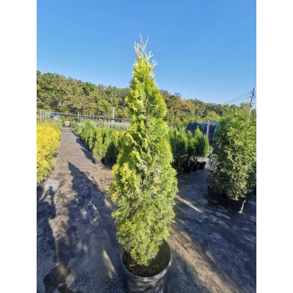 Туя Malonyana Aurea, H1.4-1.6 м