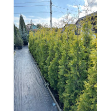 Туя східна Pyramidalis Aurea, 1.8 м