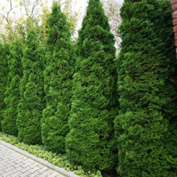 Туя Holmstrup 70 см