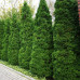 Туя Holmstrup 70 см Туя Holmstrup 70 см