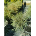 Туя Filiformis Туя Filiformis