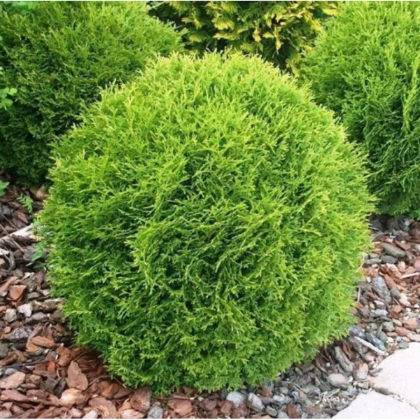 Туя західна Globosa Compacta, С35