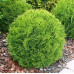 Туя західна Globosa Compacta, С35
