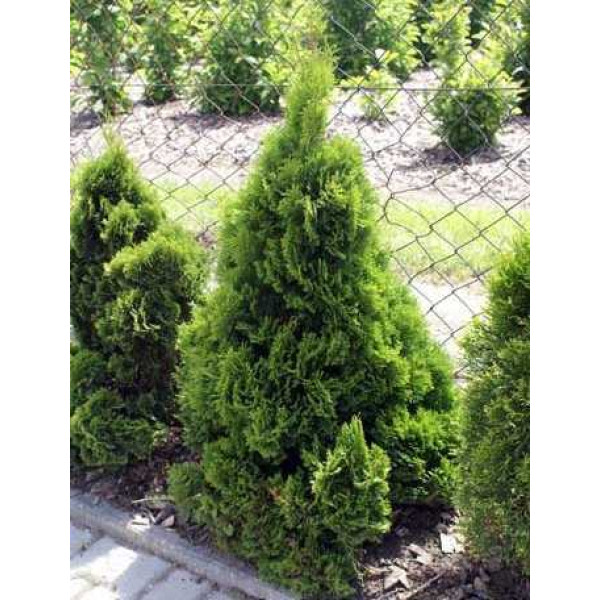 Туя Miky 70-90 см