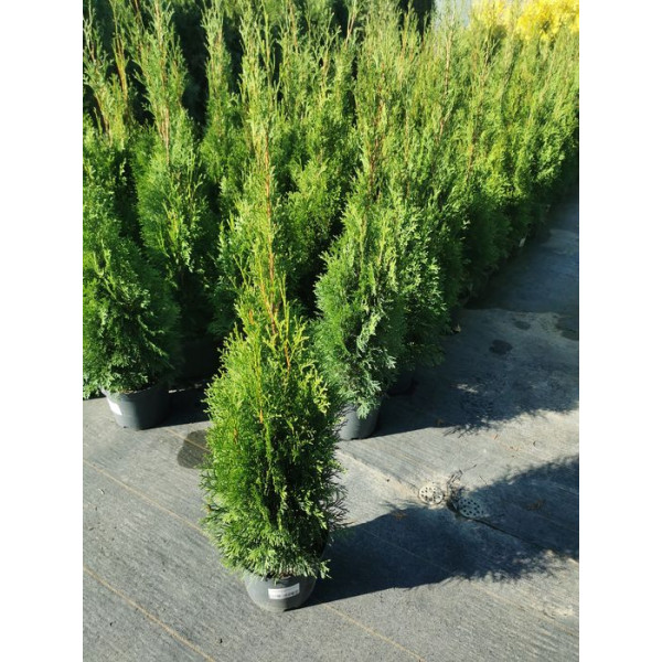 Туя західна Smaragd, C3