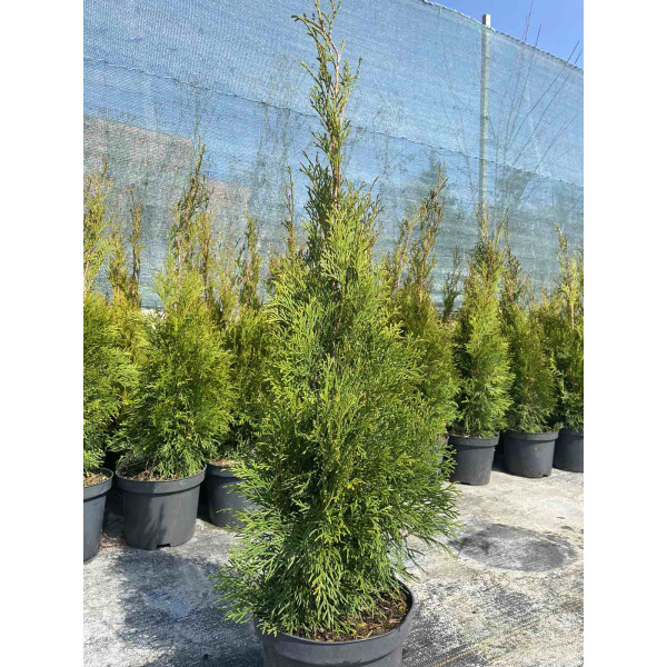 Туя західна Smaragd, 70-90 см
