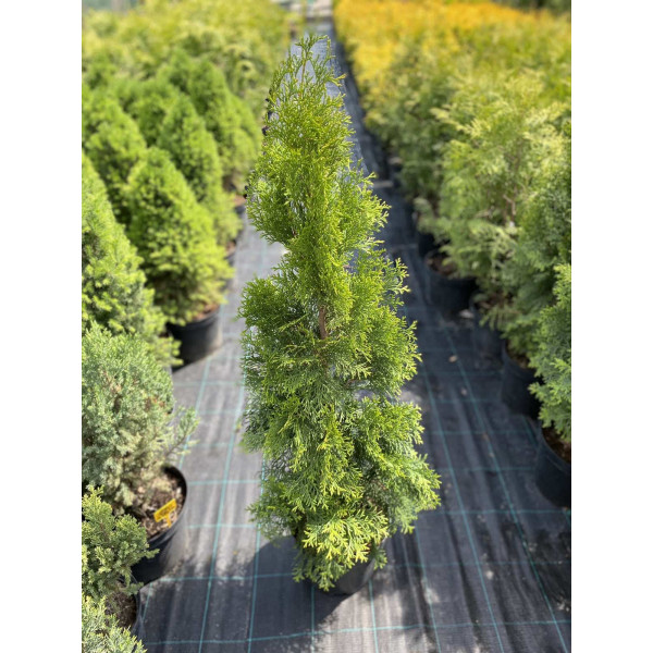 Туя західна Smaragd, 1+ м