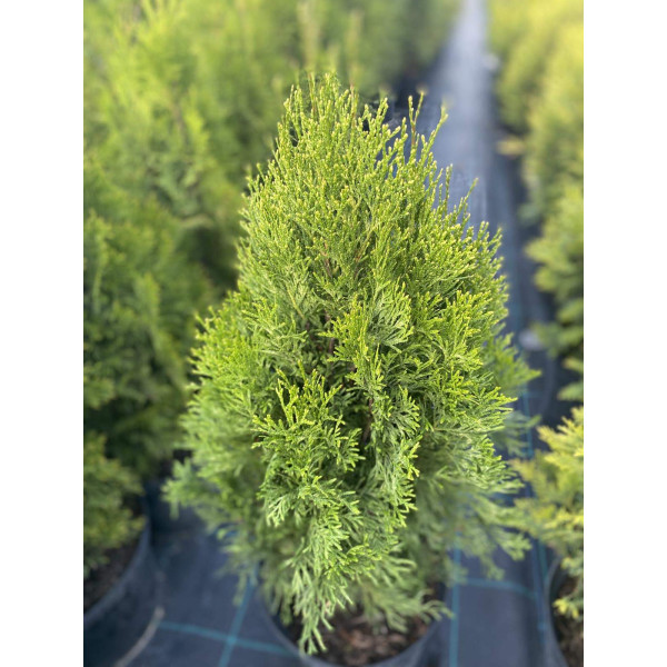 Туя західна Smaragd Witbont, С12