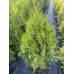 Туя західна Smaragd Witbont, С12