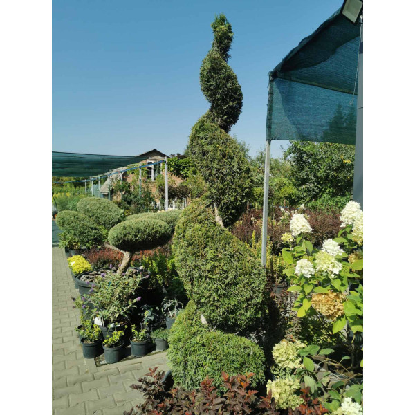 Туя Smaragd форма Спіраль, Н1.8 м