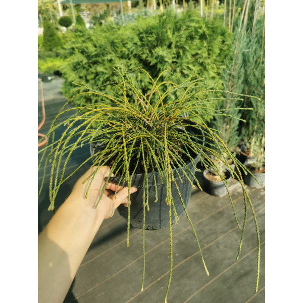 Туя складчаста Whipcord, 5л