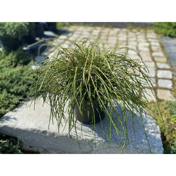 Туя складчаста Whipcord