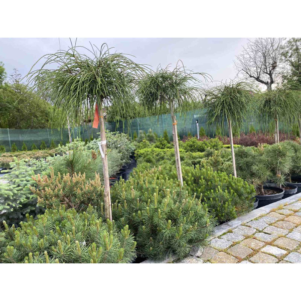 Туя Whipcord на штамбі